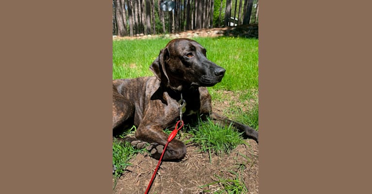 Braxton, a Mountain Cur tested with EmbarkVet.com