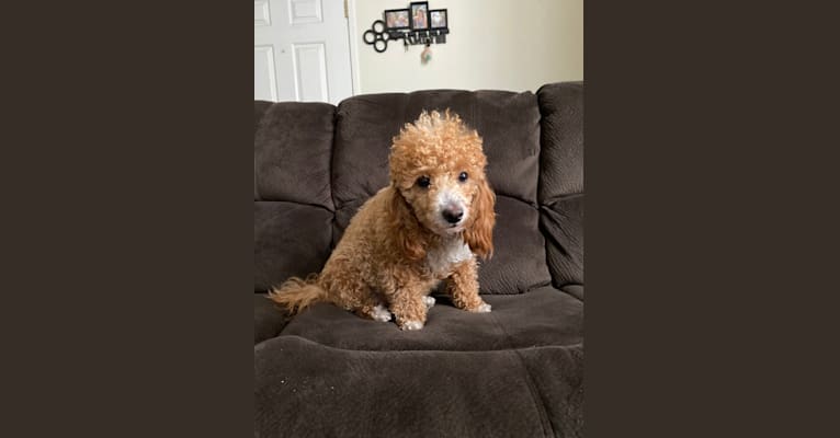 Photo of Cutie Pie, a Poodle (Small), Bichon Frise, and Mixed mix in Sacramento, California, USA