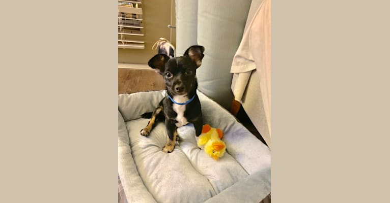 Digby, a Chihuahua and Russell-type Terrier mix tested with EmbarkVet.com