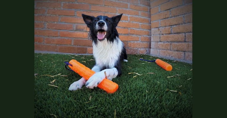 Riley, a Border Collie and German Shepherd Dog mix tested with EmbarkVet.com