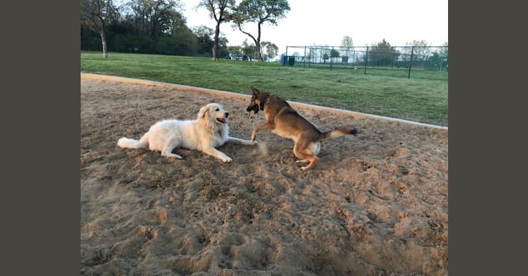 Looney “Chik’in Mini Bandit” Bear, a Great Pyrenees tested with EmbarkVet.com
