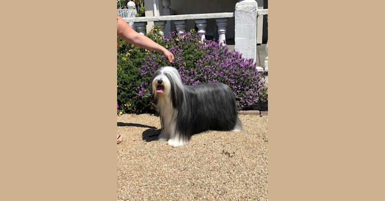 Photo of Belle, a Bearded Collie  in Klamath Falls, OR, USA