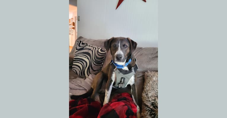 Photo of Boomer, an American Pit Bull Terrier, Labrador Retriever, Australian Cattle Dog, and Mixed mix in Tennessee, USA