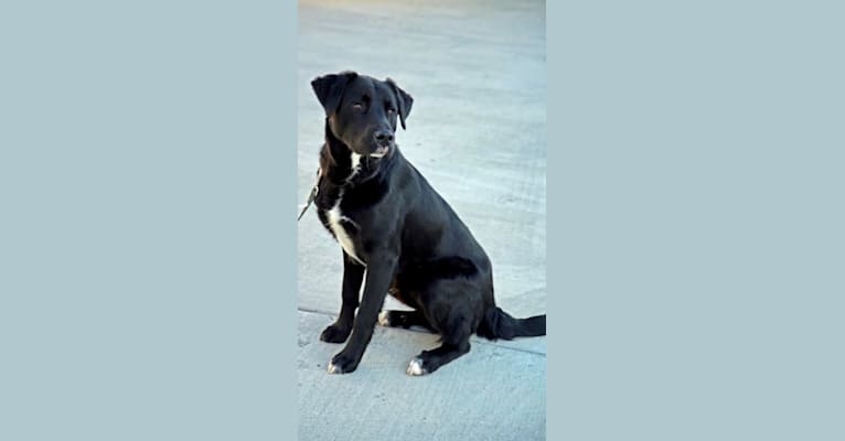 Photo of Donte, a Labrador Retriever, Great Pyrenees, and Australian Cattle Dog mix in College Station, Texas, USA