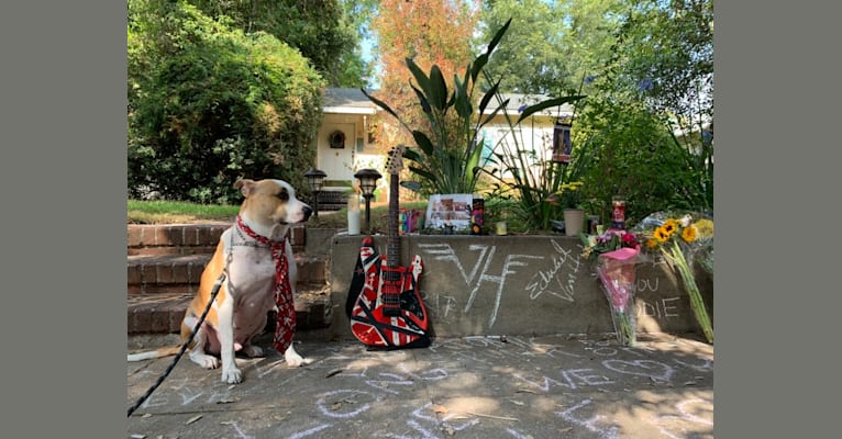 Photo of Biggie, an American Pit Bull Terrier, Australian Cattle Dog, and German Shepherd Dog mix in Pasadena, California, USA