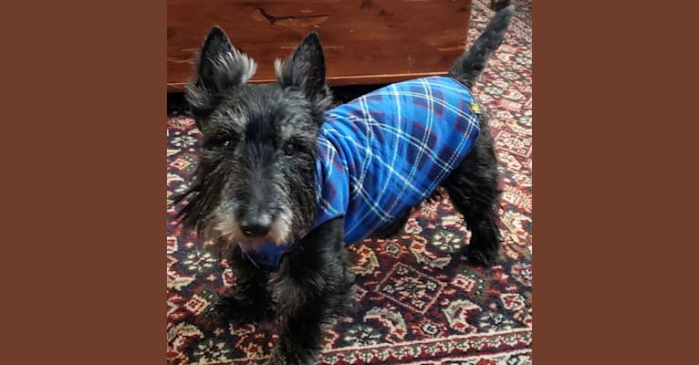 Watson, a Scottish Terrier tested with EmbarkVet.com