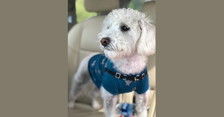Photo of Sir Ozzy, a Miniature Schnauzer, Poodle (Small), Chihuahua, and Mixed mix in Acworth, Georgia, USA