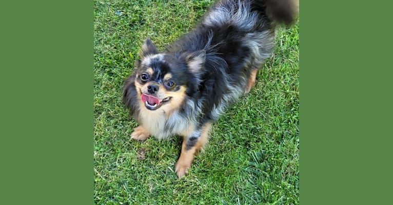Utah, a Chihuahua tested with EmbarkVet.com