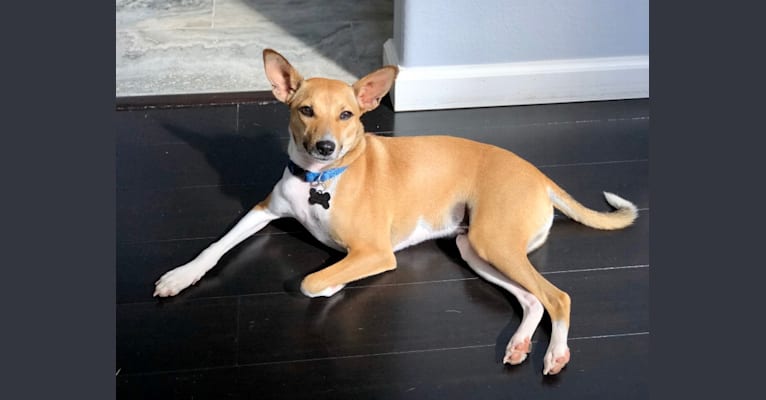 Bruno, a Basenji and American Pit Bull Terrier mix tested with EmbarkVet.com