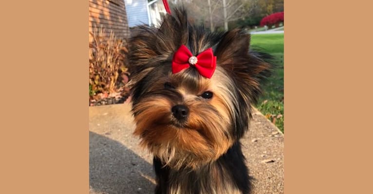 Photo of Tito, a Yorkshire Terrier  in Elkhart, Indiana, USA