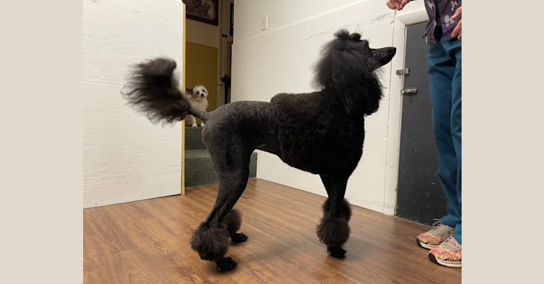 Paisley Chenille Hardinger, a Poodle (Standard) tested with EmbarkVet.com