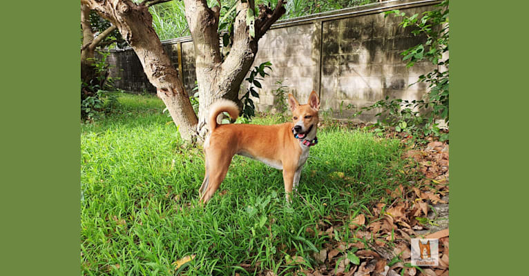 Photo of Alles, a Southeast Asian Village Dog  in Bangkok, Thailand