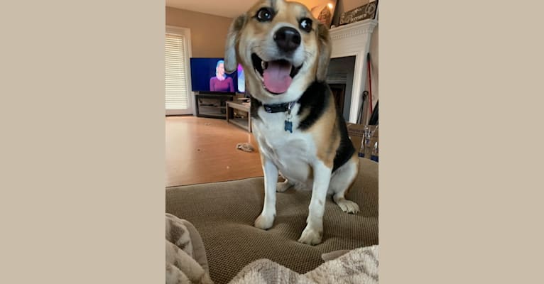 Zoey, a Beagle and Labrador Retriever mix tested with EmbarkVet.com