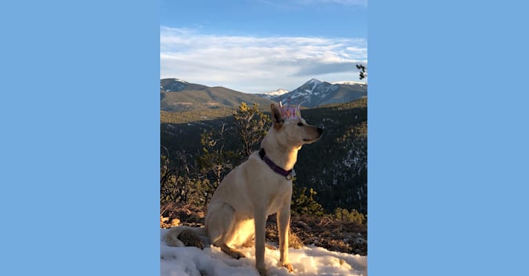 Photo of Pearl, an Australian Cattle Dog, Labrador Retriever, American Pit Bull Terrier, and Siberian Husky mix in Chamisal, New Mexico, USA