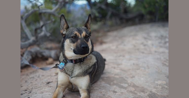 Rōni, a Siberian Husky and Australian Cattle Dog mix tested with EmbarkVet.com