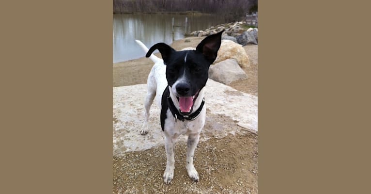 Beau, a Russell-type Terrier and Rat Terrier mix tested with EmbarkVet.com