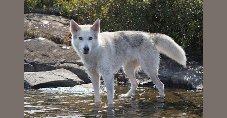 Untamed's white wanderer "Nova", a Siberian Husky and German Shepherd Dog mix tested with EmbarkVet.com