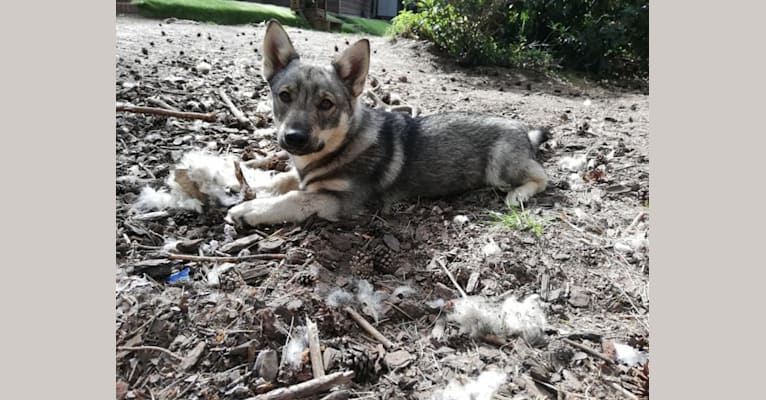 Kuckunniwi, a Swedish Vallhund tested with EmbarkVet.com