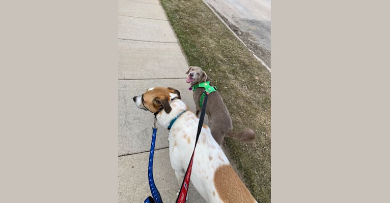 Ziggy, a Labrador Retriever and Rat Terrier mix tested with EmbarkVet.com