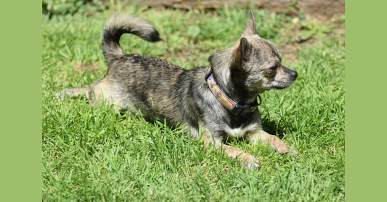 Koraline, a Chihuahua tested with EmbarkVet.com