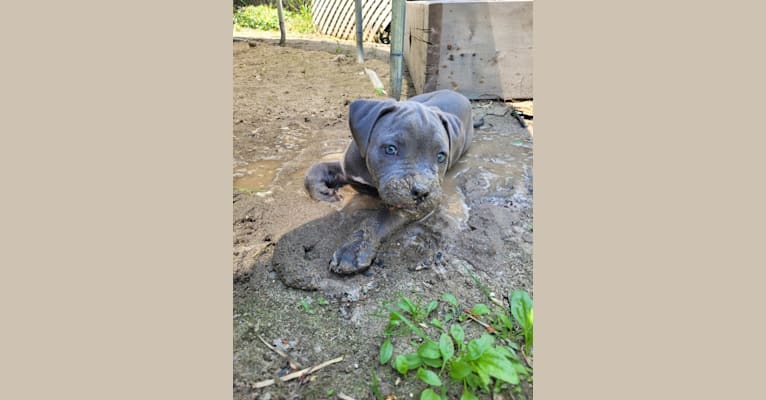 Photo of Athena, a Cane Corso and American Pit Bull Terrier mix in Toronto, Ontario, Canada