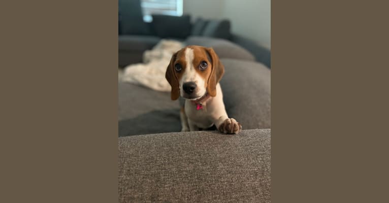 Lua, a Beagle tested with EmbarkVet.com