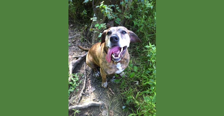 Photo of Peanut, an American Pit Bull Terrier, Labrador Retriever, Beagle, and Boxer mix in Athens, Ohio, USA