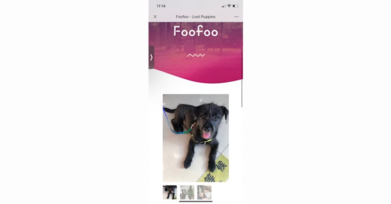 Foofoo, a Chinese Village Dog tested with EmbarkVet.com