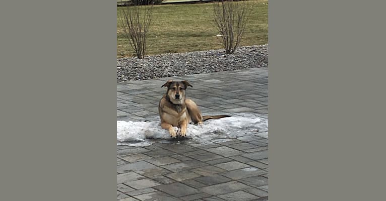 Lucy, a German Shepherd Dog and Labrador Retriever mix tested with EmbarkVet.com
