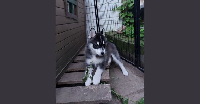Pomsky Bandits Bandit, a Pomeranian and Siberian Husky mix tested with EmbarkVet.com