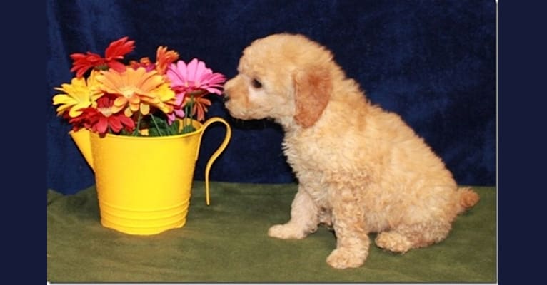Ginger, a Goldendoodle tested with EmbarkVet.com