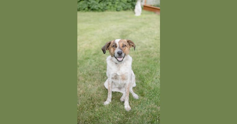 Ruger, an Australian Cattle Dog and Beagle mix tested with EmbarkVet.com