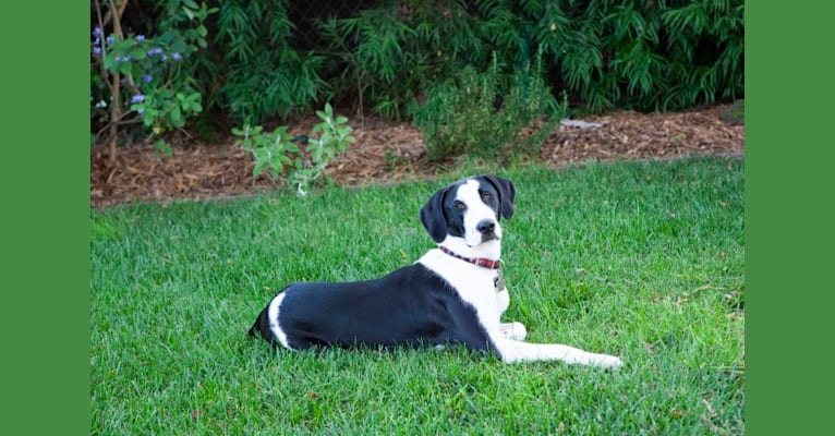 Photo of Ruby, a Bloodhound, Great Dane, American Pit Bull Terrier, Labrador Retriever, and Mixed mix in Louisiana, USA