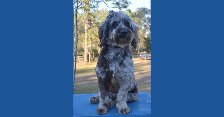 Photo of Scribbles, a Goldendoodle  in Hernando, FL, USA