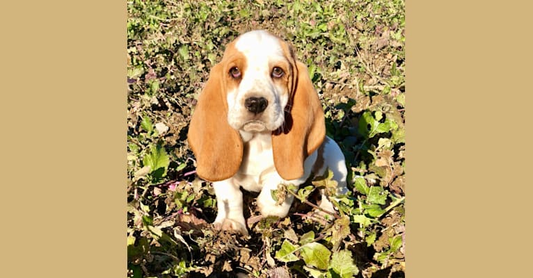benton basset hound
