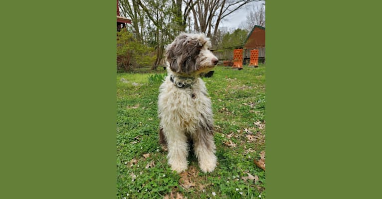 Photo of Loretta, a Poodle (Standard) and Australian Shepherd mix in Nashville, Tennessee, USA
