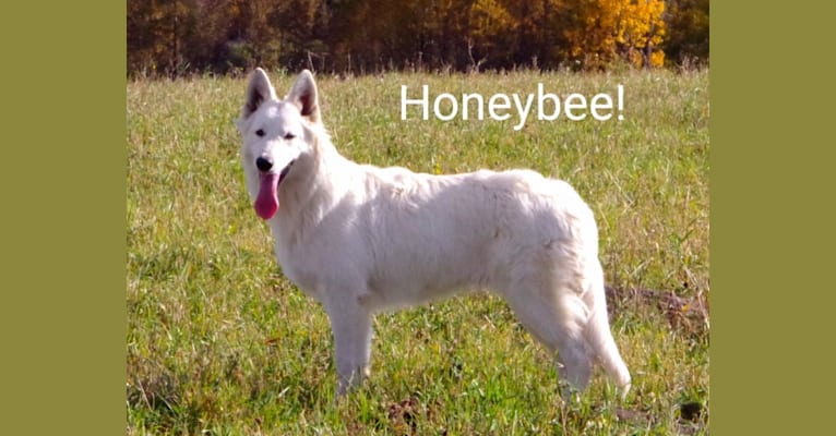 Great Northern Honeybee, a White Shepherd tested with EmbarkVet.com