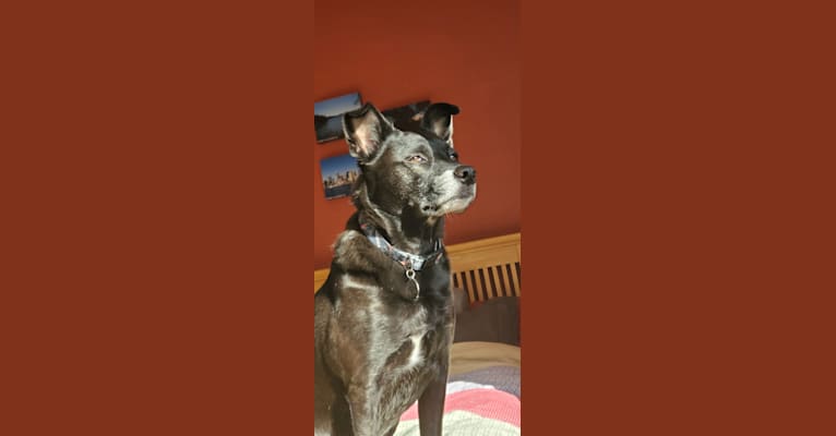 Moxie, a Staffordshire Terrier and Australian Cattle Dog mix tested with EmbarkVet.com