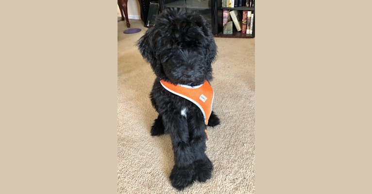 Leopold, a Newfypoo tested with EmbarkVet.com