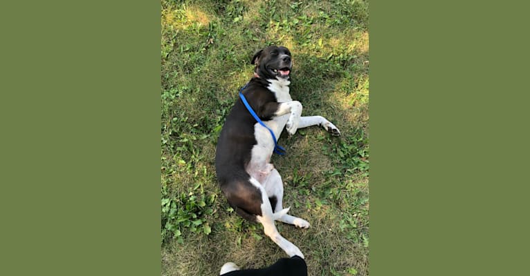 Photo of Volibear, an American Pit Bull Terrier, Labrador Retriever, Catahoula Leopard Dog, Australian Cattle Dog, and Dogo Argentino mix in Illinois, USA