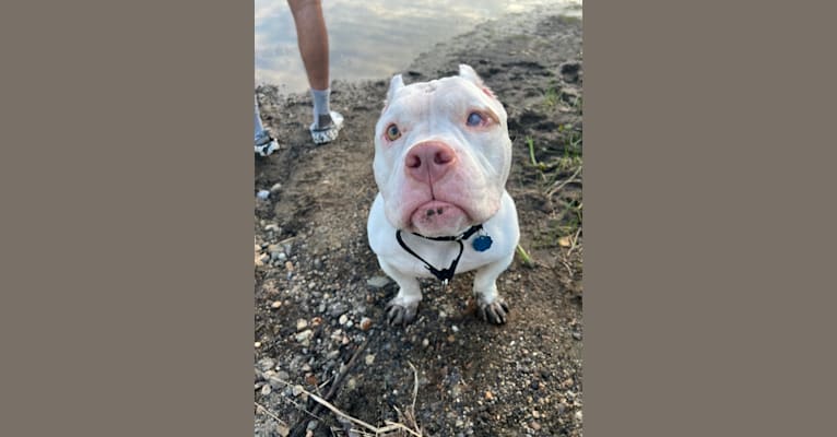 Apollo, an American Bully tested with EmbarkVet.com