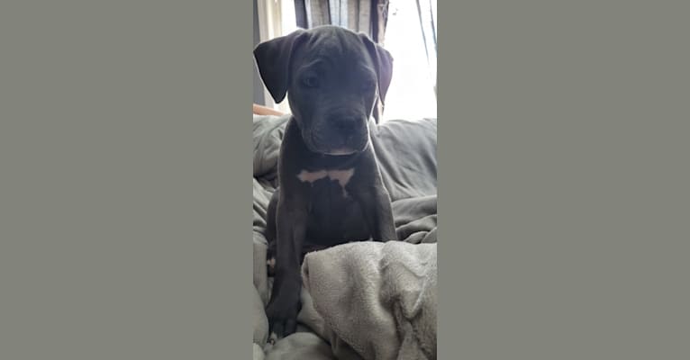 Photo of Athena, a Cane Corso and American Pit Bull Terrier mix in Toronto, Ontario, Canada