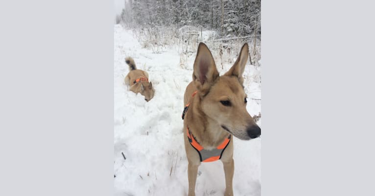 Tori, a Central Asian Village Dog tested with EmbarkVet.com