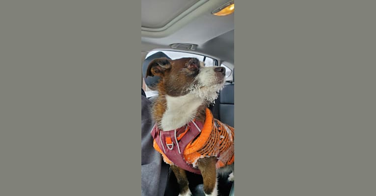 Photo of Kevin Wayne Presh Darling Oscar Myers Weiner, a Cairn Terrier, Poodle (Small), Mountain Cur, Pekingese, and American Pit Bull Terrier mix