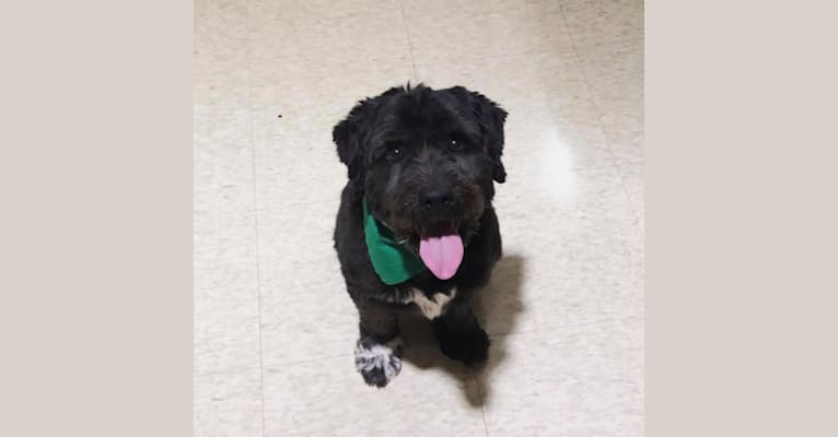 Photo of Oreo, a Cocker Spaniel, Russell-type Terrier, Poodle (Small), Shih Tzu, and Mixed mix in Farmville, Virginia, USA