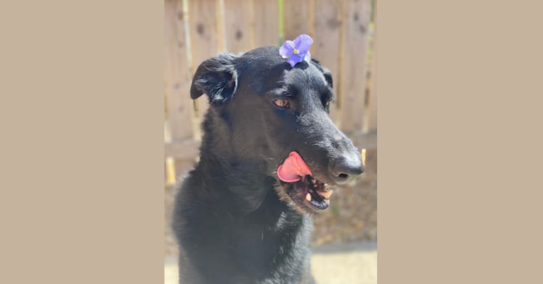 Charlie, a Poodle (Standard) and German Shepherd Dog mix tested with EmbarkVet.com