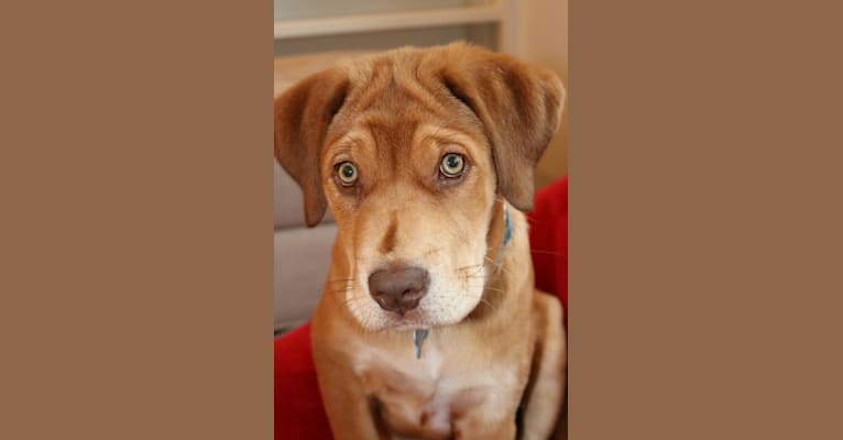 Rosa Lee McPaw, a Labrador Retriever and Staffordshire Terrier mix tested with EmbarkVet.com