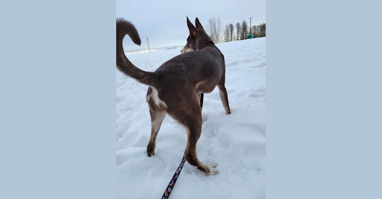 Luna, a Siberian Husky and Alaskan Malamute mix tested with EmbarkVet.com