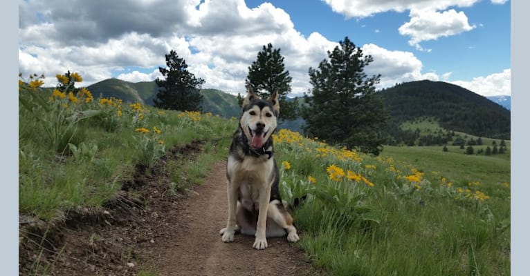 Kava, a German Shepherd Dog and Chow Chow mix tested with EmbarkVet.com