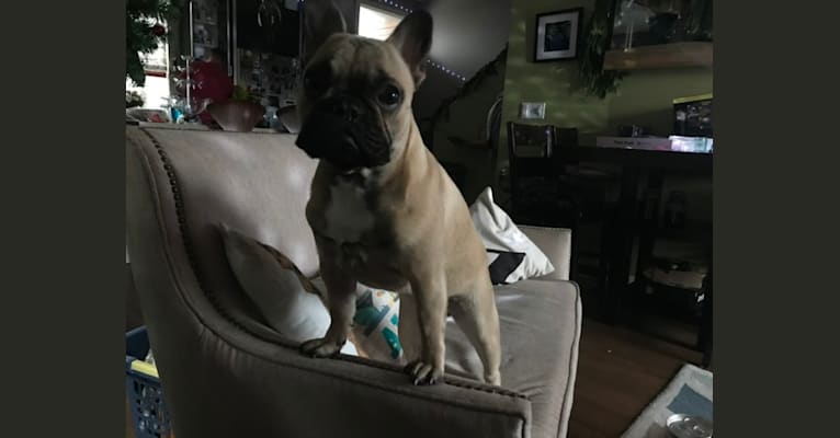 Photo of Henry, a French Bulldog  in Bellingham, WA, USA